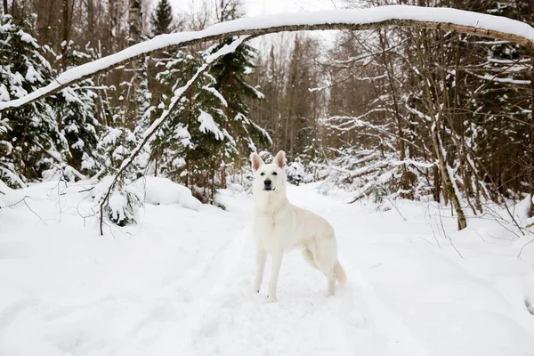 Weißer Schweizer Schäferhund im Winterwald — Stockfoto