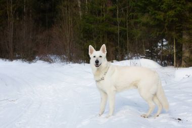 Kış ormandaki beyaz İsviçre çoban köpeği