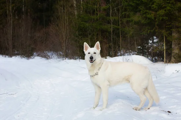 Weißer Schweizer Schäferhund Winterwald — Stockfoto