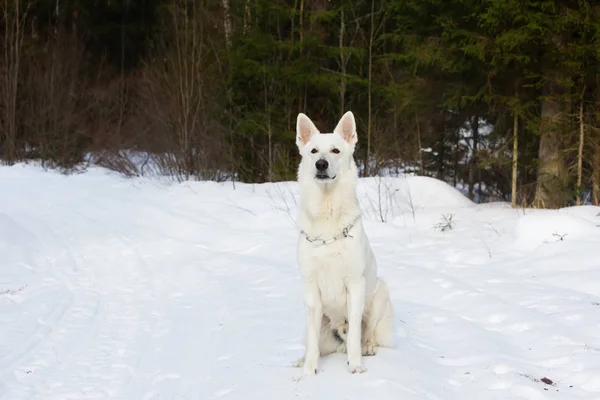 Weißer Schweizer Schäferhund Winterwald — Stockfoto