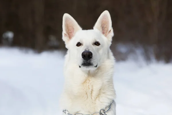 白色瑞士牧羊犬在冬天森林 — 图库照片