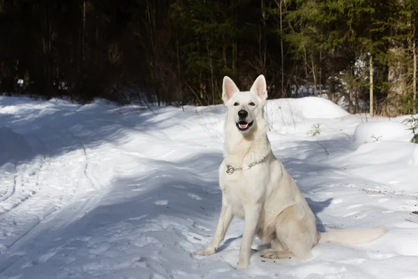 Weißer Schweizer Schäferhund Winterwald — Stockfoto