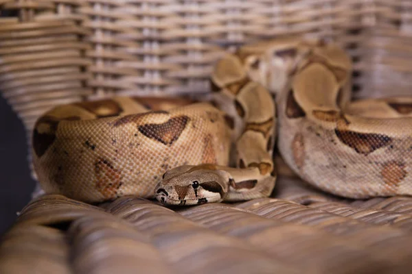 Boa Costrictor Imperator Var Salmone — Foto Stock