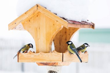 Kuş besleyici ile kış Mavi baştankara (Parus Caerulius)