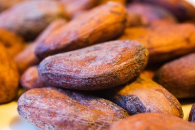 Aromatik kakao çekirdekleri yakın çekim