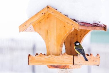 Büyük baştankara (Parus major) kışın besleyiciyle kuş