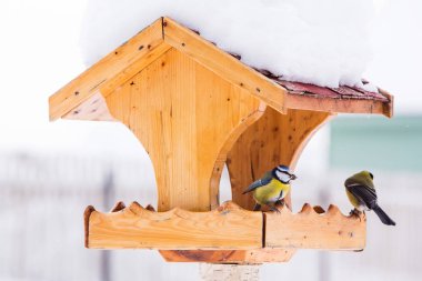 Kuş besleyici ile kış Mavi baştankara (Parus Caerulius)