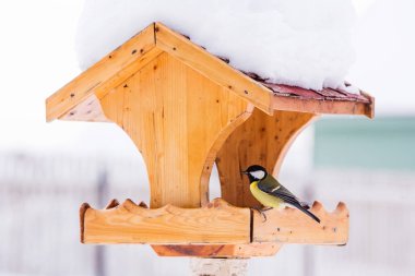 Büyük baştankara (Parus major) kışın besleyiciyle kuş