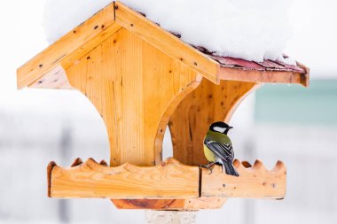 Büyük baştankara (Parus major) kışın besleyiciyle kuş