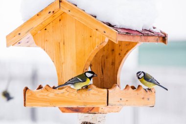 Kuş besleyici kışın memeli