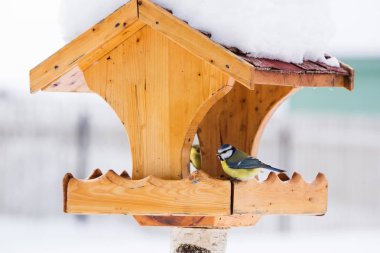 Kuş besleyici ile kış Mavi baştankara (Parus Caerulius)