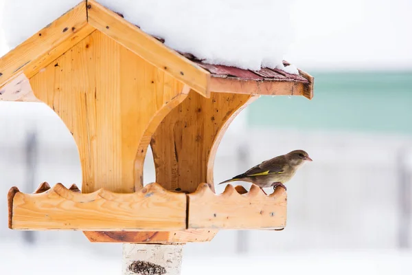 Vogelhuis Waterbak Met Groenling Chloris Chloris Winter — Stockfoto