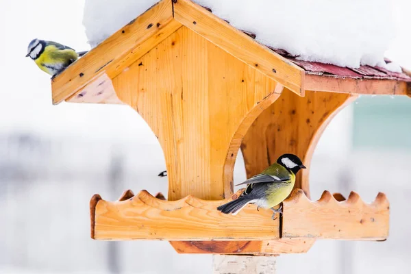 Vogelfutterhäuschen Mit Kohlmeise Parus Major Winter — Stockfoto