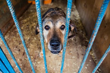 Kafes hayvan barınağı köpekler için