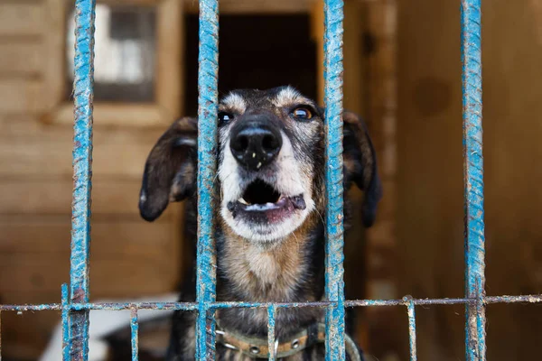 Käfig Für Hunde Tierheim — Stockfoto
