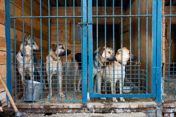 Kafes hayvan barınağı köpekler için