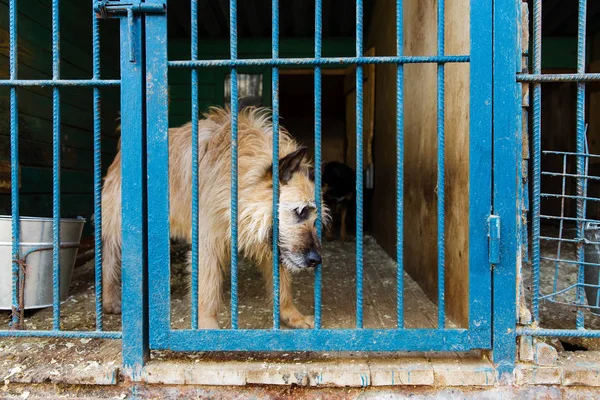 Cage Dogs Animal Shelter — Stock Photo, Image