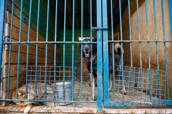Κλουβί Για Σκύλους Καταφύγιο Ζώων — Φωτογραφία Αρχείου