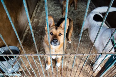 Hayvan barınağında köpeklerle kafes