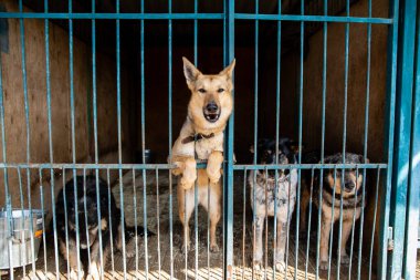 Hayvan barınağında köpeklerle kafes