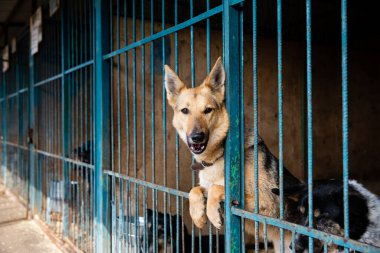 Hayvan barınağında köpeklerle kafes