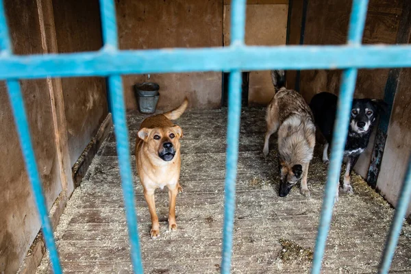 Käfig Mit Hunden Tierheim — Stockfoto