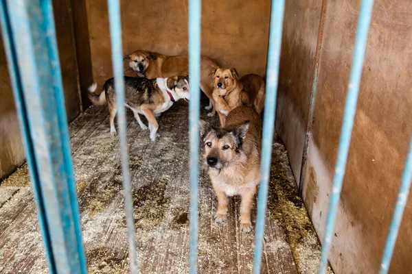 Jaula Con Perros Refugio Animales — Foto de Stock