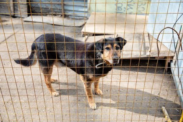 動物保護施設で犬とケージ — ストック写真