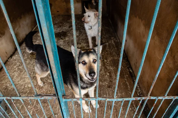 Cage with dogs in animal shelter