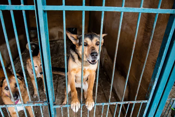 Cage with dogs in animal shelter