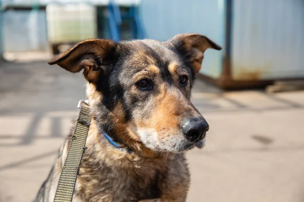 Käfig Mit Hunden Tierheim — Stockfoto