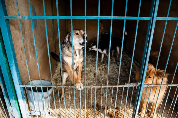 Κλουβί Σκύλους Καταφύγιο Ζώων — Φωτογραφία Αρχείου