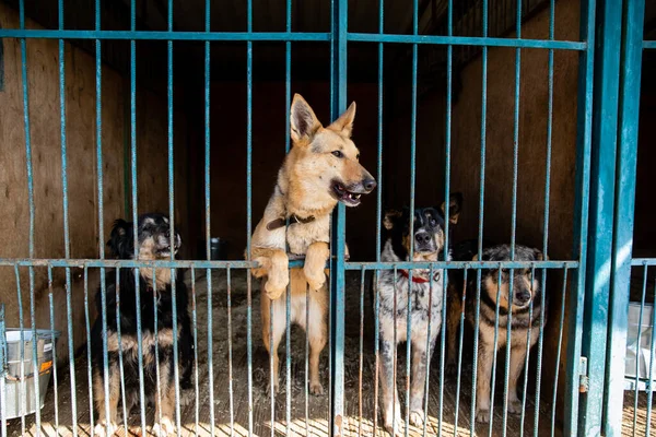 Cage with dogs in animal shelter