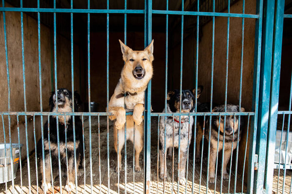 Cage with dogs in animal shelter