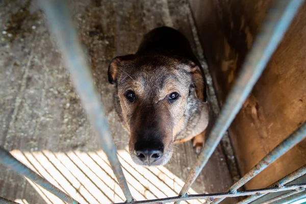 Käfig Mit Hunden Tierheim — Stockfoto