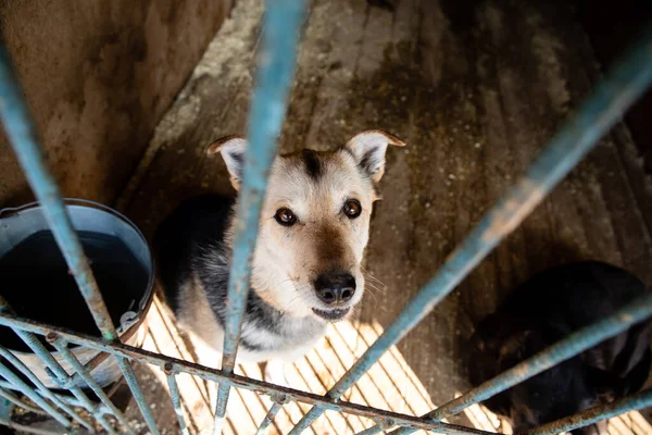 Käfig Mit Hunden Tierheim — Stockfoto