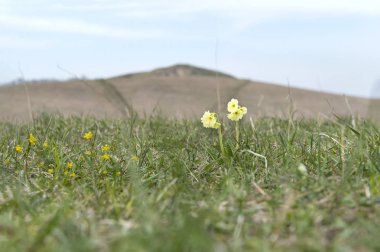 bir tepe üzerinde çim arasında bir açıklıkta sarı campanula'lar