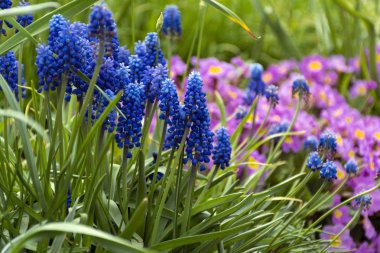 mavi ve pembe bahar çiçekleri