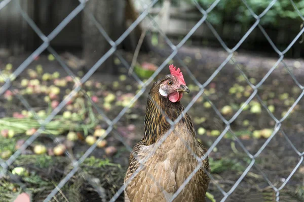 chicken with colorful feathers outside the fence, bird, farm