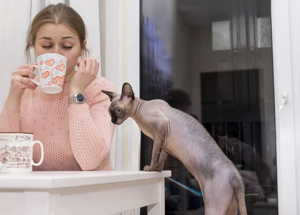 Careca gato sobe sobre a mesa, curiosamente olha, menina bebendo chá — Fotografia de Stock