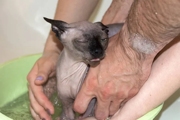 hairless cat, Sphynx kitten wash with water and shampoo a human