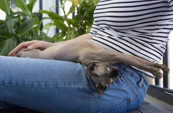 kel kedi, Sphynx yavru kedi kız, stretc eline oynuyor.