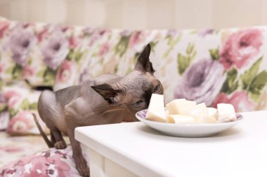 Kel tüysüz kedi doğurmak Kanada Sphynx kedi yüz str