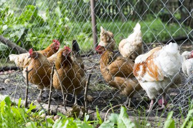 horoz ve tavuk çiftliğinde çitin arkasında tavuk kümesi içinde