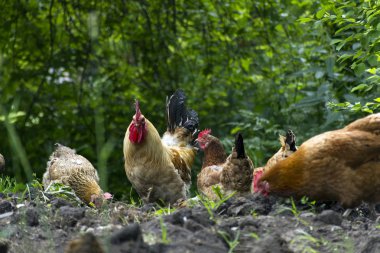 horoz ve birkaç tavuk yiyecek yeşillik ortasında sağlamak