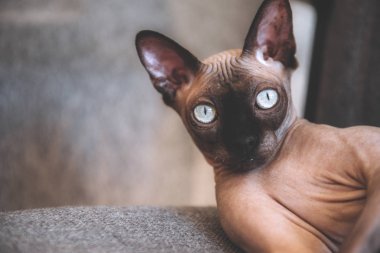 Kel kedi sandalyeye uzanır ve kameraya bakar, yakın plan, cana