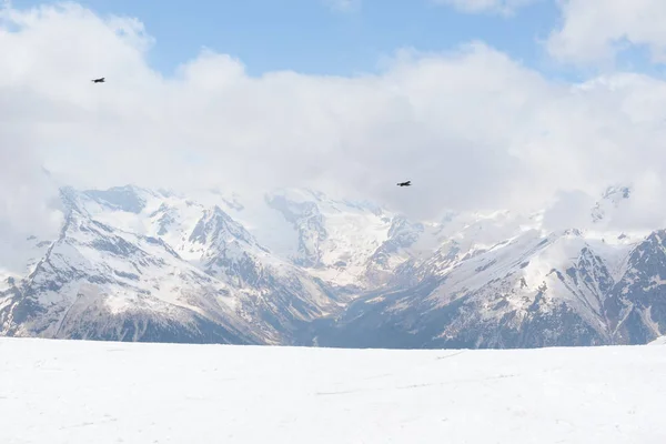 2 Vögel am Himmel über den schneebedeckten Hängen des Kaukasus — Stockfoto