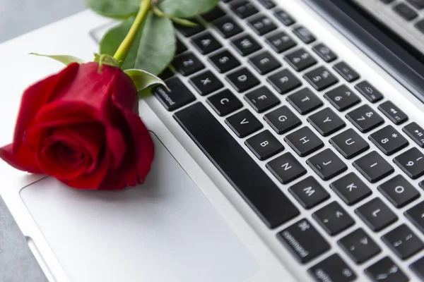 rose flower with red petals lies on the silver keyboard of the l