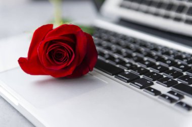 Gümüş dizüstü bilgisayarında kırmızı taç yaprakları olan gül çiçeği