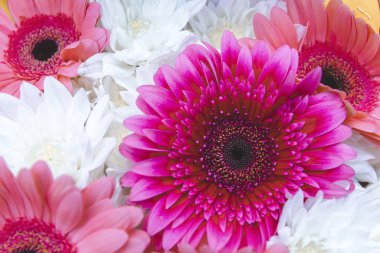 Pembe gerberalar, beyaz kasımpatılar, çiçekler.